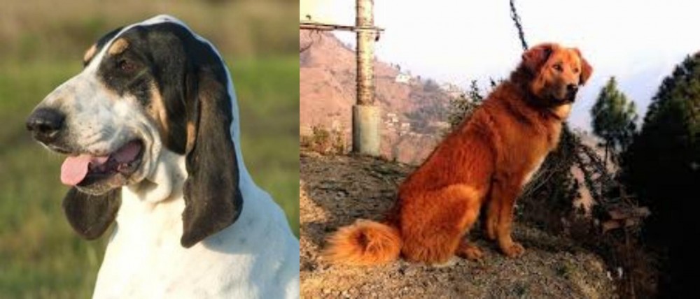 Himalayan Sheepdog vs Grand Gascon Saintongeois - Breed Comparison