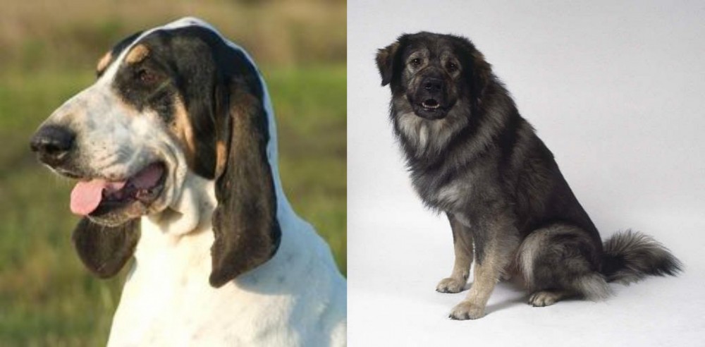 Istrian Sheepdog vs Grand Gascon Saintongeois - Breed Comparison