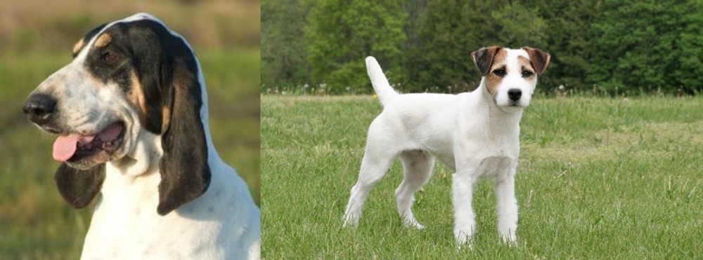 Jack Russell Terrier vs Grand Gascon Saintongeois - Breed Comparison