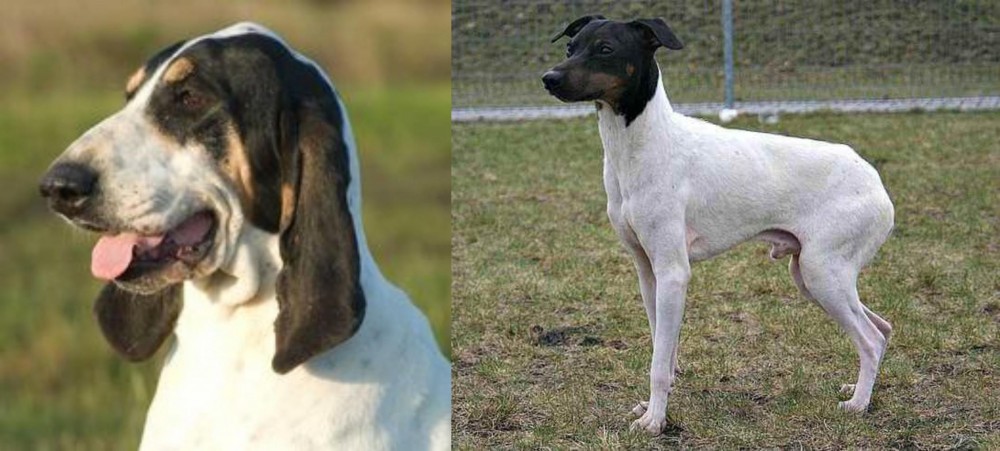 Japanese Terrier vs Grand Gascon Saintongeois - Breed Comparison
