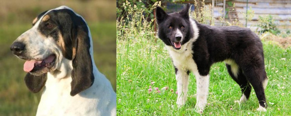 Karelian Bear Dog vs Grand Gascon Saintongeois - Breed Comparison
