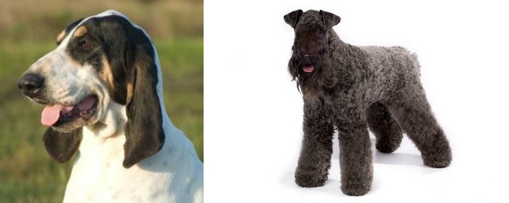 Kerry Blue Terrier vs Grand Gascon Saintongeois - Breed Comparison