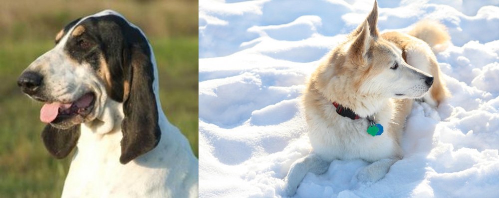 Labrador Husky vs Grand Gascon Saintongeois - Breed Comparison
