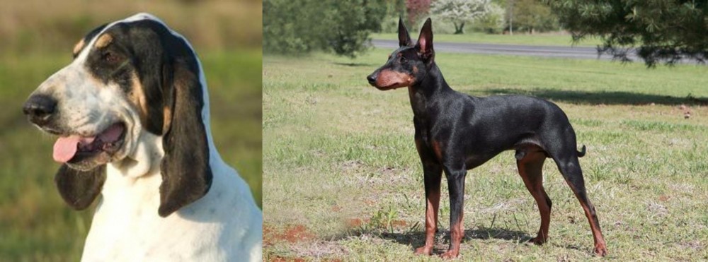 Manchester Terrier vs Grand Gascon Saintongeois - Breed Comparison