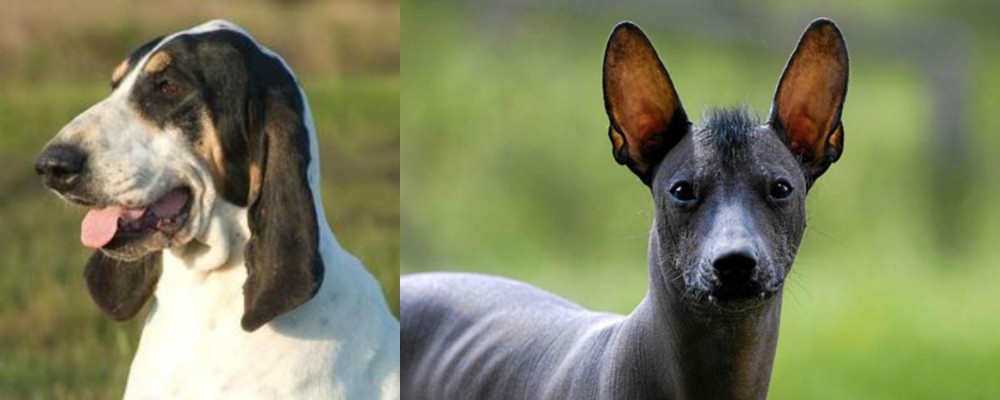 Mexican Hairless vs Grand Gascon Saintongeois - Breed Comparison