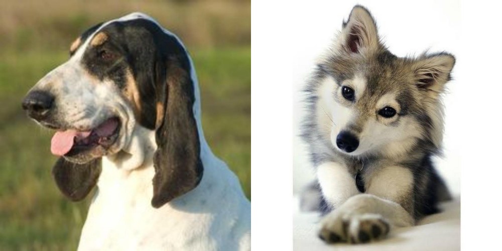 Miniature Siberian Husky vs Grand Gascon Saintongeois - Breed Comparison