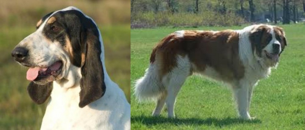 Moscow Watchdog vs Grand Gascon Saintongeois - Breed Comparison