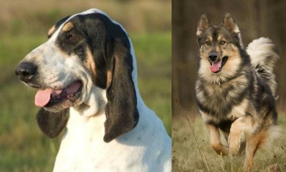 Native American Indian Dog vs Grand Gascon Saintongeois - Breed Comparison