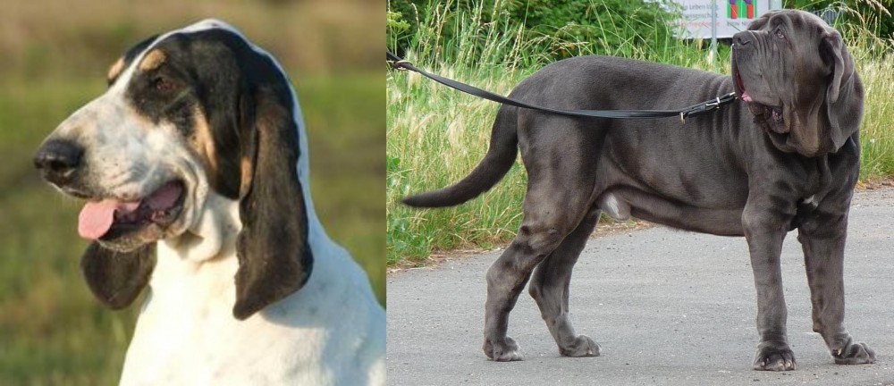 Neapolitan Mastiff vs Grand Gascon Saintongeois - Breed Comparison
