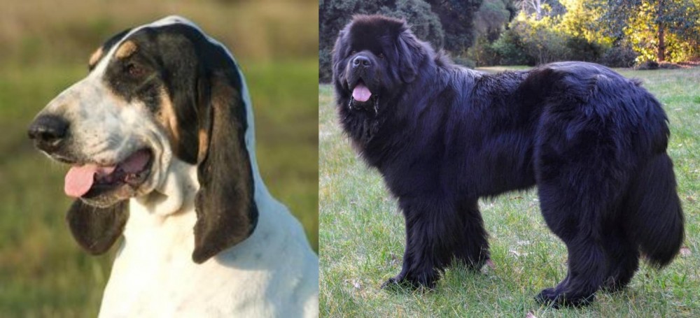Newfoundland Dog vs Grand Gascon Saintongeois - Breed Comparison