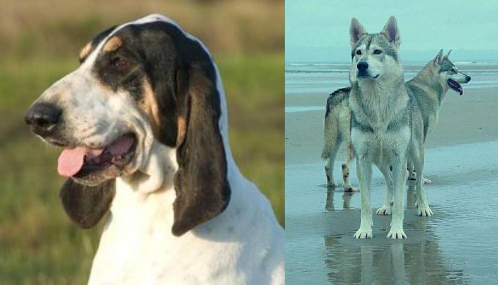 Northern Inuit Dog vs Grand Gascon Saintongeois - Breed Comparison