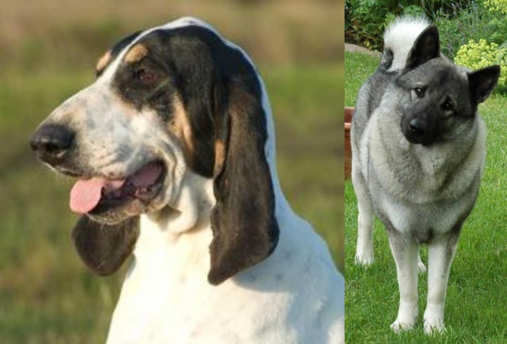 Norwegian Elkhound vs Grand Gascon Saintongeois - Breed Comparison