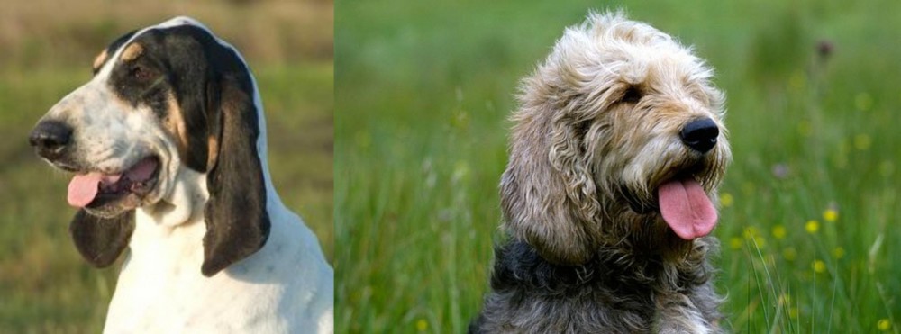 Otterhound vs Grand Gascon Saintongeois - Breed Comparison