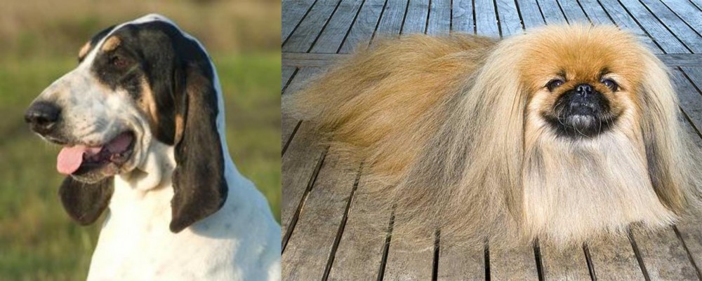 Pekingese vs Grand Gascon Saintongeois - Breed Comparison