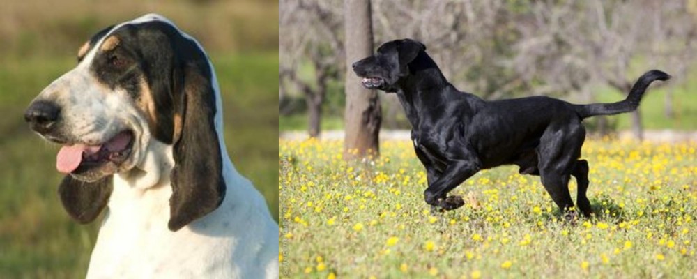 Perro de Pastor Mallorquin vs Grand Gascon Saintongeois - Breed Comparison