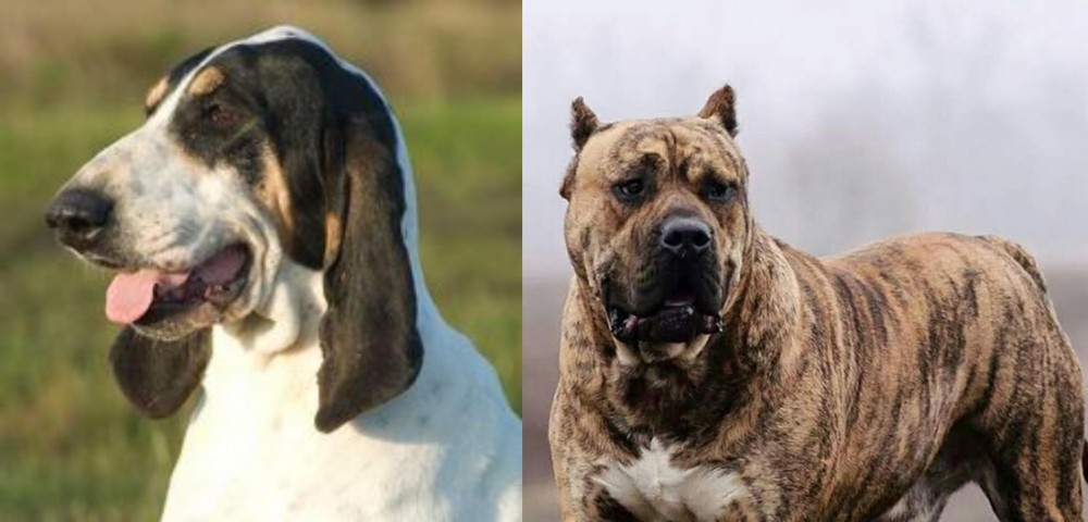 Perro de Presa Canario vs Grand Gascon Saintongeois - Breed Comparison