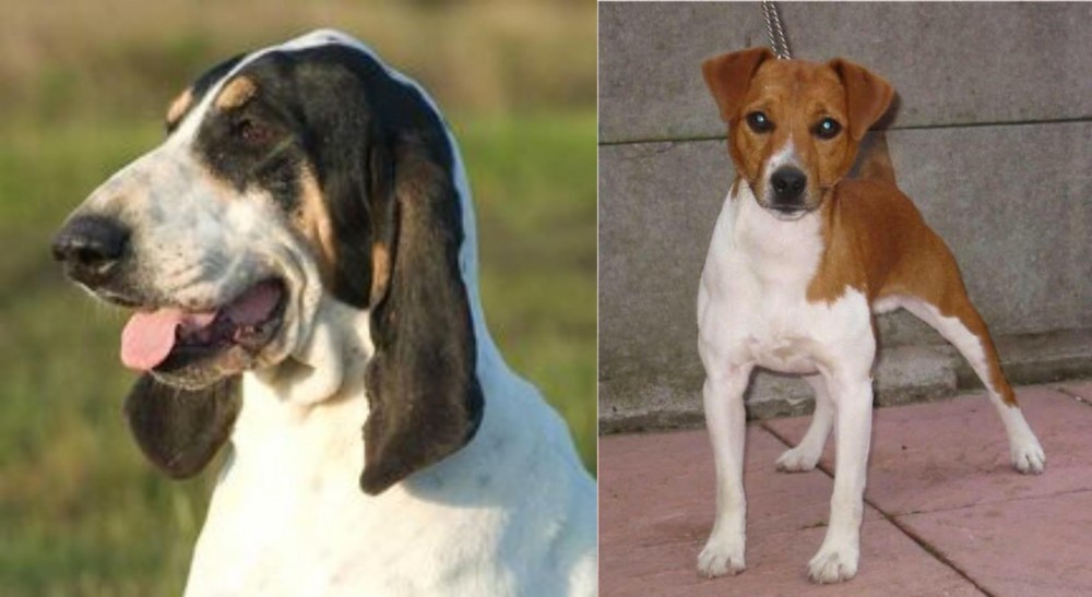 Plummer Terrier vs Grand Gascon Saintongeois - Breed Comparison