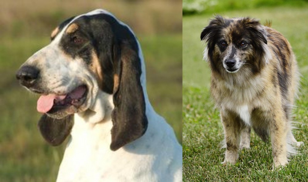 Pyrenean Shepherd vs Grand Gascon Saintongeois - Breed Comparison