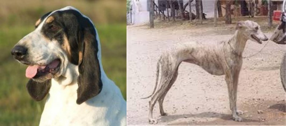 Rampur Greyhound vs Grand Gascon Saintongeois - Breed Comparison