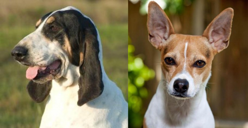 Rat Terrier vs Grand Gascon Saintongeois - Breed Comparison