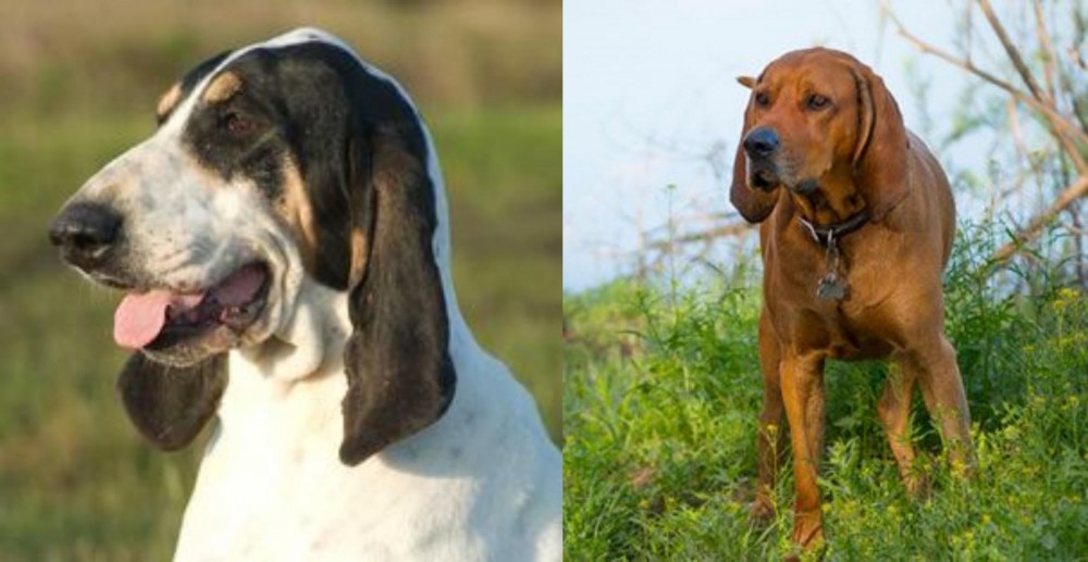 Redbone Coonhound vs Grand Gascon Saintongeois - Breed Comparison
