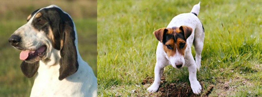 Russell Terrier vs Grand Gascon Saintongeois - Breed Comparison