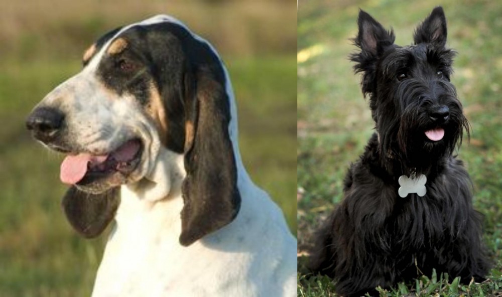 Scoland Terrier vs Grand Gascon Saintongeois - Breed Comparison