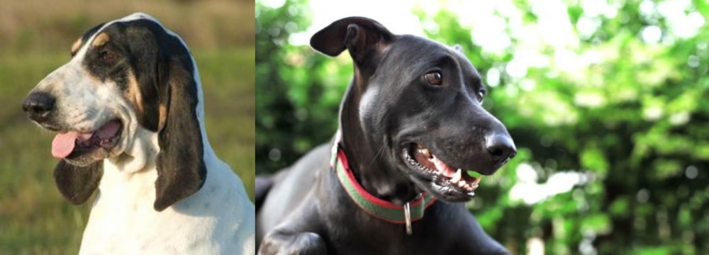 Shepard Labrador vs Grand Gascon Saintongeois - Breed Comparison