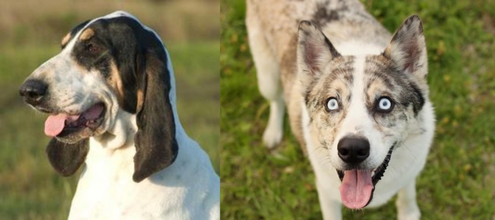 Shepherd Husky vs Grand Gascon Saintongeois - Breed Comparison