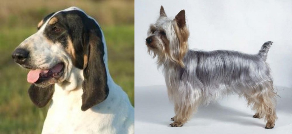 Silky Terrier vs Grand Gascon Saintongeois - Breed Comparison