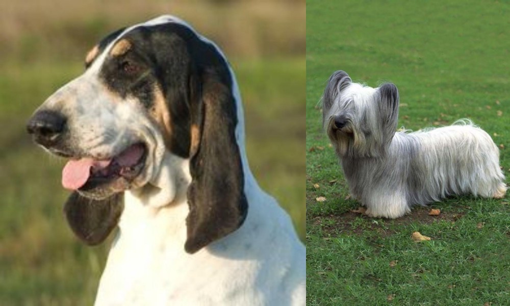 Skye Terrier vs Grand Gascon Saintongeois - Breed Comparison