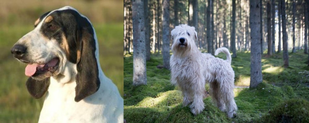 Soft-Coated Wheaten Terrier vs Grand Gascon Saintongeois - Breed Comparison