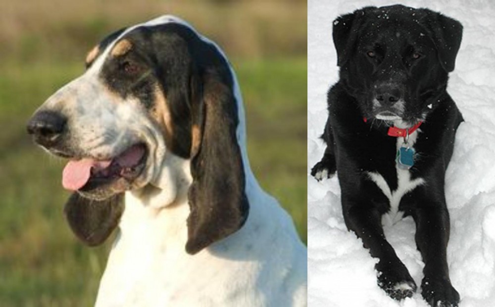 St. John's Water Dog vs Grand Gascon Saintongeois - Breed Comparison