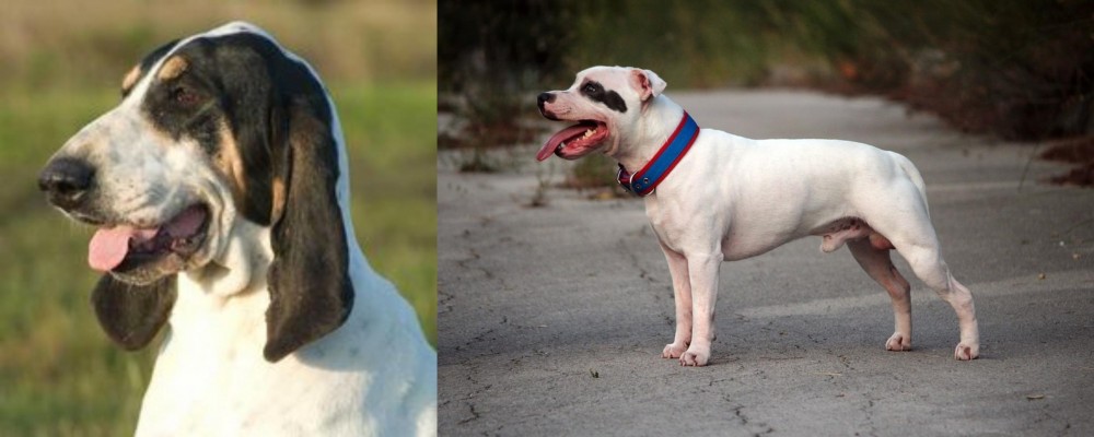 Staffordshire Bull Terrier vs Grand Gascon Saintongeois - Breed Comparison