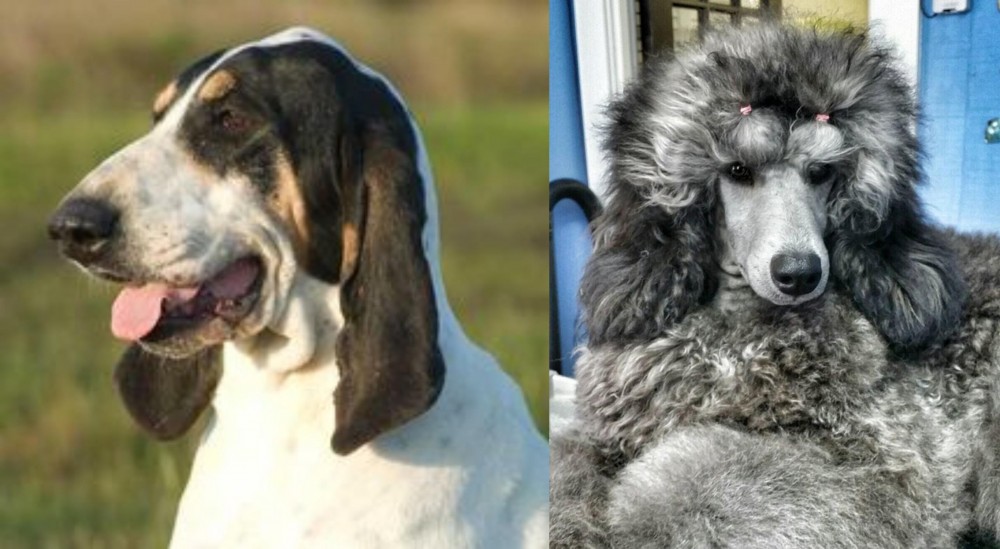 Standard Poodle vs Grand Gascon Saintongeois - Breed Comparison