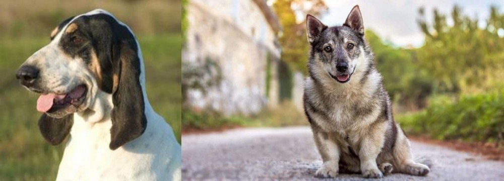 Swedish Vallhund vs Grand Gascon Saintongeois - Breed Comparison