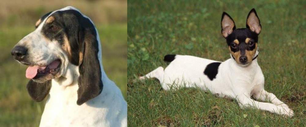 Toy Fox Terrier vs Grand Gascon Saintongeois - Breed Comparison