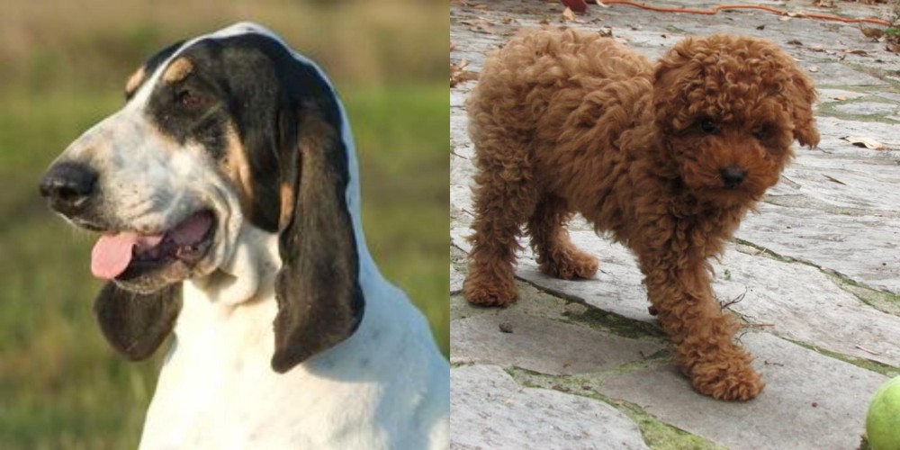 Toy Poodle vs Grand Gascon Saintongeois - Breed Comparison