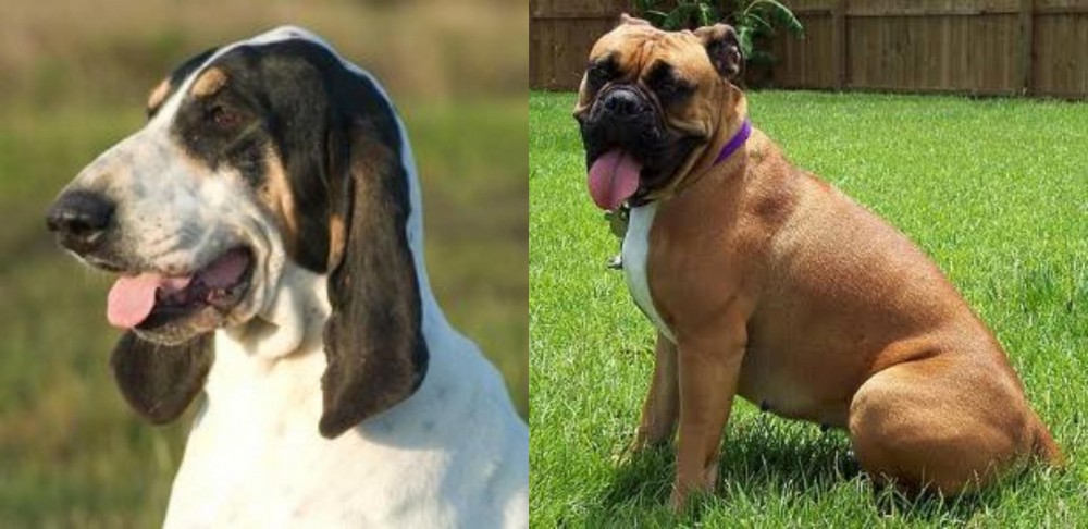 Valley Bulldog vs Grand Gascon Saintongeois - Breed Comparison