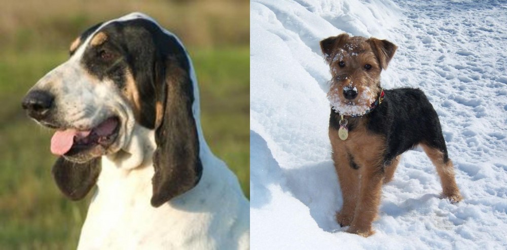 Welsh Terrier vs Grand Gascon Saintongeois - Breed Comparison