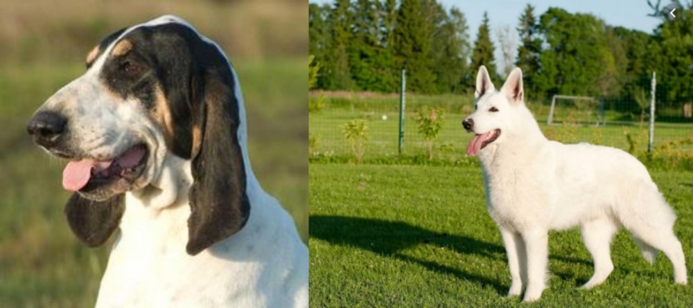 White Shepherd vs Grand Gascon Saintongeois - Breed Comparison