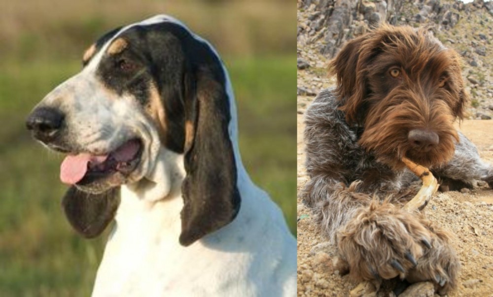 Wirehaired Pointing Griffon vs Grand Gascon Saintongeois - Breed Comparison