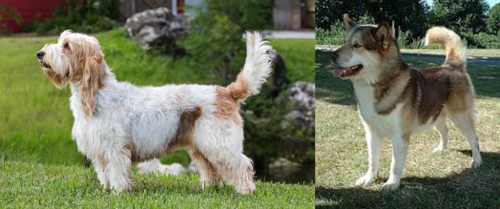 Greenland Dog vs Grand Griffon Vendeen - Breed Comparison