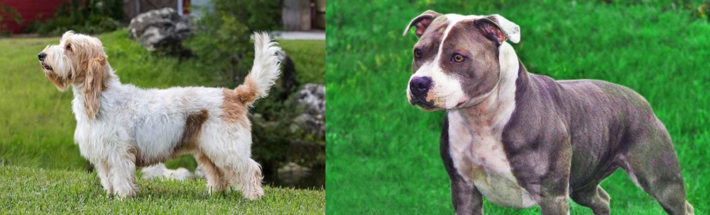 Irish Staffordshire Bull Terrier vs Grand Griffon Vendeen - Breed Comparison