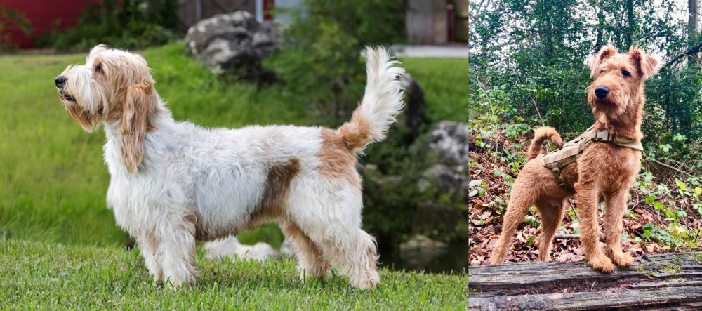 Irish Terrier vs Grand Griffon Vendeen - Breed Comparison
