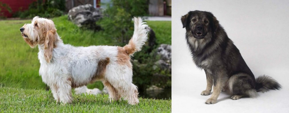 Istrian Sheepdog vs Grand Griffon Vendeen - Breed Comparison