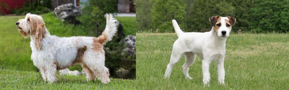 Jack Russell Terrier vs Grand Griffon Vendeen - Breed Comparison