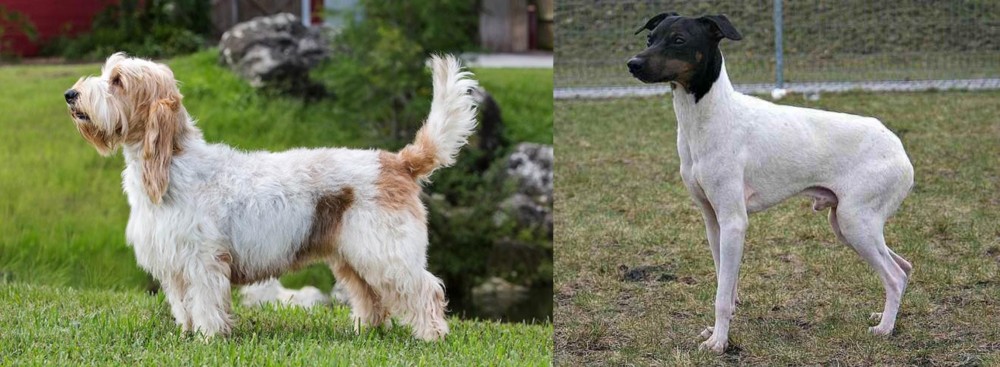 Japanese Terrier vs Grand Griffon Vendeen - Breed Comparison