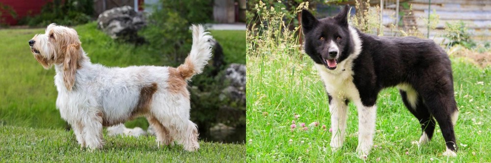 Karelian Bear Dog vs Grand Griffon Vendeen - Breed Comparison