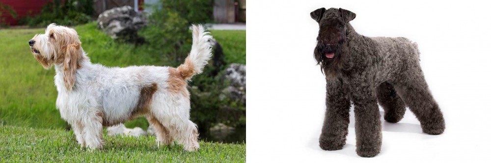 Kerry Blue Terrier vs Grand Griffon Vendeen - Breed Comparison